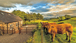 Cows, Scotland Download Jigsaw Puzzle