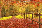 Fall Leaves Download Jigsaw Puzzle