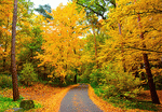 Forest Road Download Jigsaw Puzzle