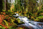Forest Stream Download Jigsaw Puzzle