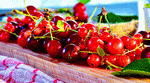 Cherries Download Jigsaw Puzzle