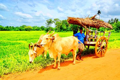 Cart, Sri Lanka Download Jigsaw Puzzle