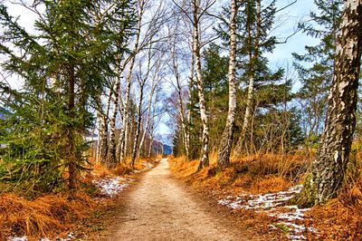 Forest Path Download Jigsaw Puzzle