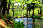 Stream, Netherlands Download Jigsaw Puzzle