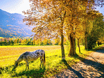 Horse, Austria Download Jigsaw Puzzle