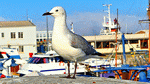 Seagull Download Jigsaw Puzzle