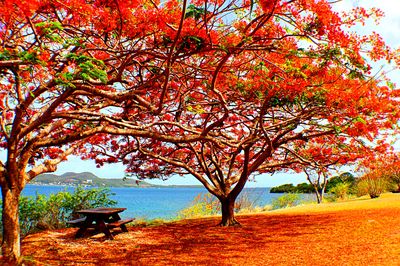 Tree, Martinique Download Jigsaw Puzzle