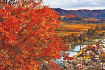 Autumn Tree Download Jigsaw Puzzle