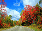 Autumn Road Download Jigsaw Puzzle