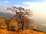 Tree Download Jigsaw Puzzle