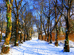 Winter Trees Download Jigsaw Puzzle