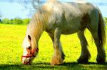 Horse Download Jigsaw Puzzle