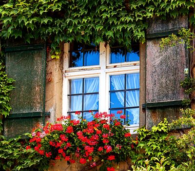 Flowers Download Jigsaw Puzzle