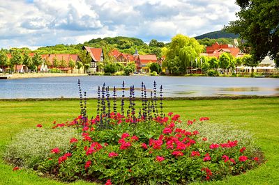 Flowers Download Jigsaw Puzzle