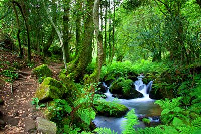 Forest Stream Download Jigsaw Puzzle