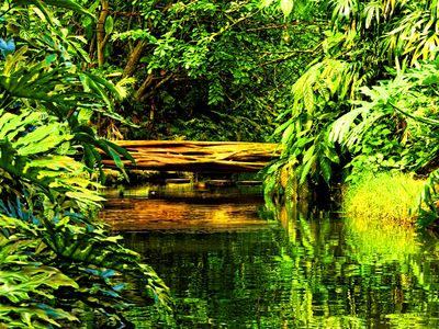 Jungle Stream Download Jigsaw Puzzle