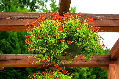 Flowers Download Jigsaw Puzzle