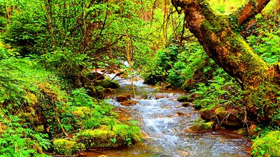 Forest Stream Download Jigsaw Puzzle