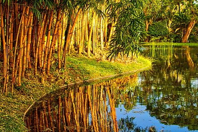 Trees, Azores Download Jigsaw Puzzle