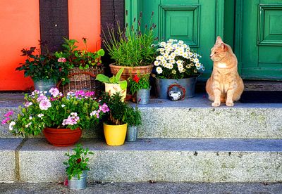 Flowers Download Jigsaw Puzzle