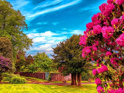 Flowers Download Jigsaw Puzzle