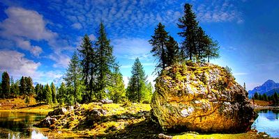 Evergreen Forest Download Jigsaw Puzzle