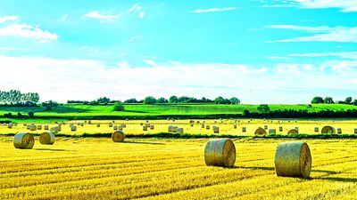 Hay Bales Download Jigsaw Puzzle