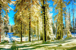 Winter Trees Download Jigsaw Puzzle