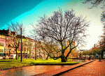 Plaza Tree Download Jigsaw Puzzle