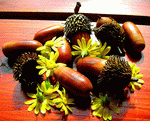 Acorns Download Jigsaw Puzzle