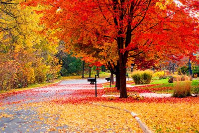 Autumn Trees Download Jigsaw Puzzle