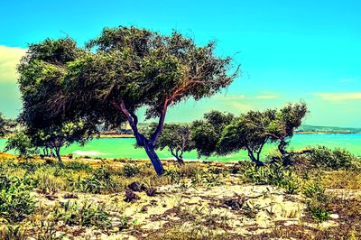 Trees Download Jigsaw Puzzle