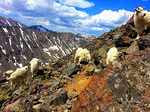 Goats Download Jigsaw Puzzle