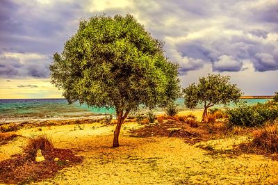 Tree Download Jigsaw Puzzle