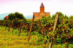 Vineyard Download Jigsaw Puzzle