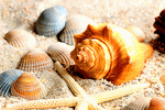 Shells Download Jigsaw Puzzle