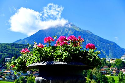 Flowers Download Jigsaw Puzzle