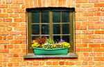 Flowers Download Jigsaw Puzzle