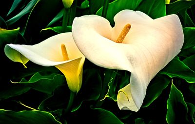 Flowers Download Jigsaw Puzzle