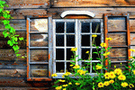 Flowers Download Jigsaw Puzzle