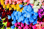 Flowers Download Jigsaw Puzzle