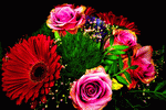 Flowers Download Jigsaw Puzzle