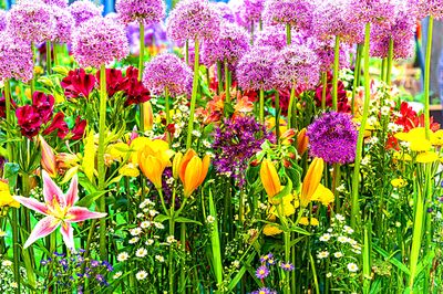 Flowers Download Jigsaw Puzzle