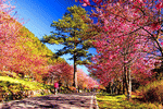 Trees Download Jigsaw Puzzle