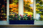 Flowers Download Jigsaw Puzzle