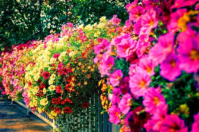 Flowers Download Jigsaw Puzzle