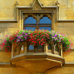 Flowers Download Jigsaw Puzzle