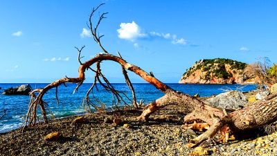 Driftwood Download Jigsaw Puzzle