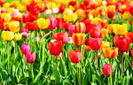 Flowers Download Jigsaw Puzzle