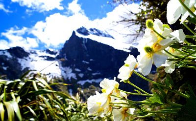 Alpine Meadow Flowers Download Jigsaw Puzzle